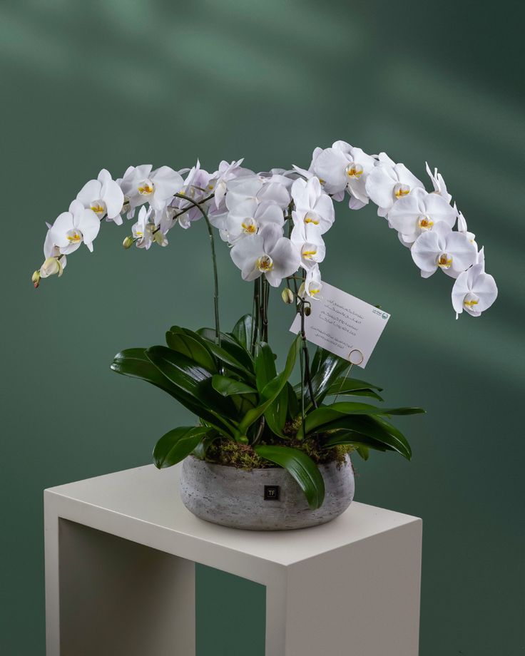 White Orchid